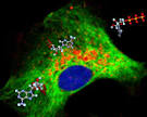 Astrocytes were found to release ATP through lysosomal exocytosis