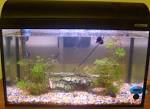 File:Aquarium-Tank.jpg - Wikipedia, the free encyclopedia