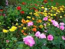 Flower Gardening