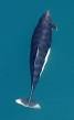 Dalls_Porpoise_Back.jpg