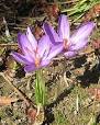 Crocus - Wikipedia, the free encyclopedia