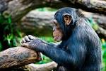 A chimpanzee appears deep in - via Daymix