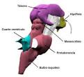 Superior para el <b>mesencefalo</b>