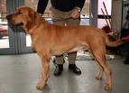 Danish Broholmer - Domestic Dog Breeds Reference Library - red Orbit