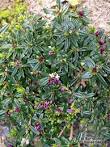 Buy Daphne Tangutica plants by mail order from Burncoose Nurseries ...