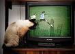 Cu&Atilde;&iexcl;l es la mejor pagina para <b>ver tv</b> televisi&Atilde;&sup3;n por internet <b>gratis</b> <b>...</b>