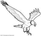 Eagle coloring page