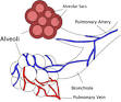 <b>Pulmonary artery</b>