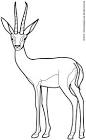 Gazelle coloring page