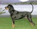 Black and Tan Coonhound Information, Facts, Pictures, Training and ...
