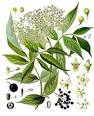 <b>Sambucus nigra</b>