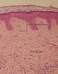 Layers of the Skin | Anatomy and Physiology I