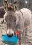 Miniature Donkeys at Shadow Ridge Farm, Peachland, NC. Donkey ...