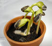 Further information: <b>Seed</b>