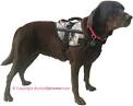 Autism Service Dogs 101