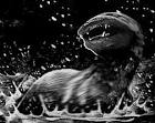 File:Dobhar-chu encounter.jpg - Wikipedia, the free encyclopedia