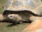 File:Aldabra Tortoise Image 002.jpg - Wikipedia, the free encyclopedia