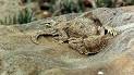 Horned Lizards Genus Phrynosoma - DesertUSA