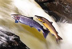 Salmon Galicia