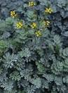 Rue (Ruta graveolens) Non-Native | Tryon Life Community Farm