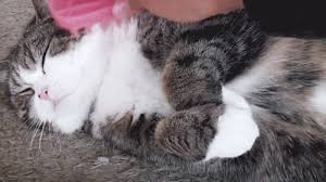 Résultat de recherche d'images pour "image cat kawaii gif"