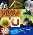 Home | International Institute for Species Exploration