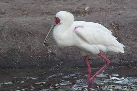Image result for roseate and african spoonbill
