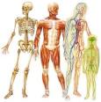 The Human Body