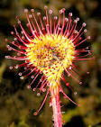 <b>Drosera</b>: A frequently
