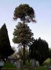 Monkey-puzzle or Chile Pine tree. Living peacefully in Hillingdon &amp; Uxbridge - via Daymix