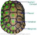 ATP - Basic Turtle Information