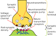 Action potential - eNotes.com Reference