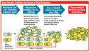 Antibiotic Resistance (Drug Resistance, Antimicrobial Resistance ...