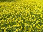File:<b>Mustard plant</b> bangladesh.