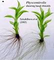 Palaeos Plants: Bryophyta: Bryophyta-