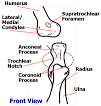 Elbow Dysplasia in Dogs and Puppies