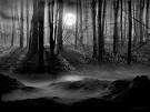 darkness forest