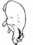 Badger coloring page