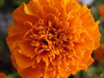File:African Marigold.jpg - Wikipedia, the free encyclopedia