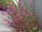 <b>Clarkia</b> unguiculata (Mountain
