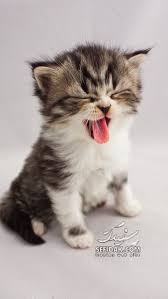 Bildergebnis für ‫سگ واقی وکربه واقی‬‎