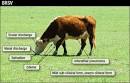 <b>Bovine Respiratory</b> Syncytial