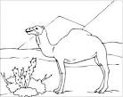 Camel coloring page