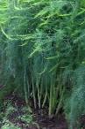 <b>asparagus plants</b> grow tall