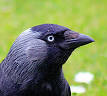 Crow - Wikipedia, the free encyclopedia