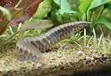 Eels, Aquarium Eels, Fish Guides for Freshwater Eels and Eel-like ...