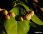 <b>Celastraceae</b> Celastrus sp.