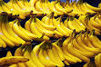Cavendish banana - Wikipedia, the free encyclopedia