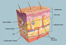 The <b>Skin</b> (Human Anatomy): Picture, Definition, Function, and <b>Skin</b>