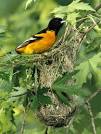 Baltimore Orioles, Baltimore Oriole Pictures, Baltimore Oriole ...